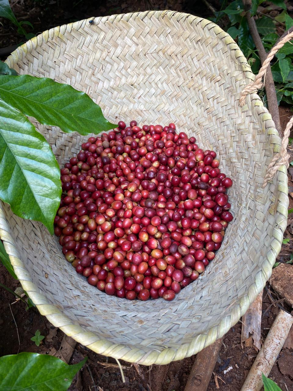 Single Origin Selection