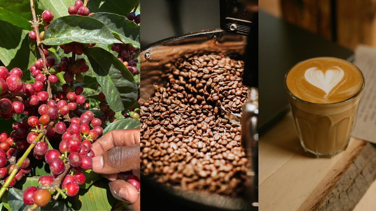 Terrani Coffee roasted beans — the roasted expression of the same Kenyan green coffee lots available for export